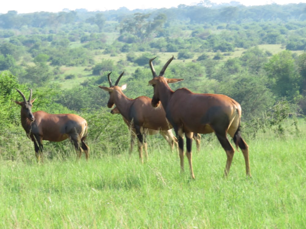 Wildlife Safari in Queen Elizabeth National Park