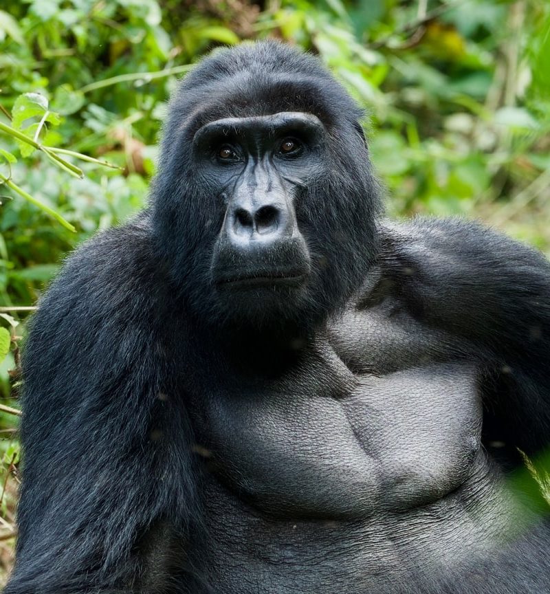 Gorilla experience in Volcanoes National Park Rwanda