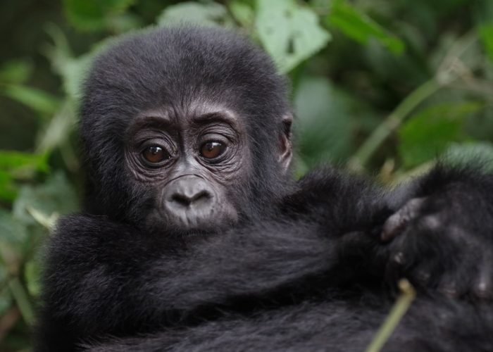 21 Days Uganda safari
