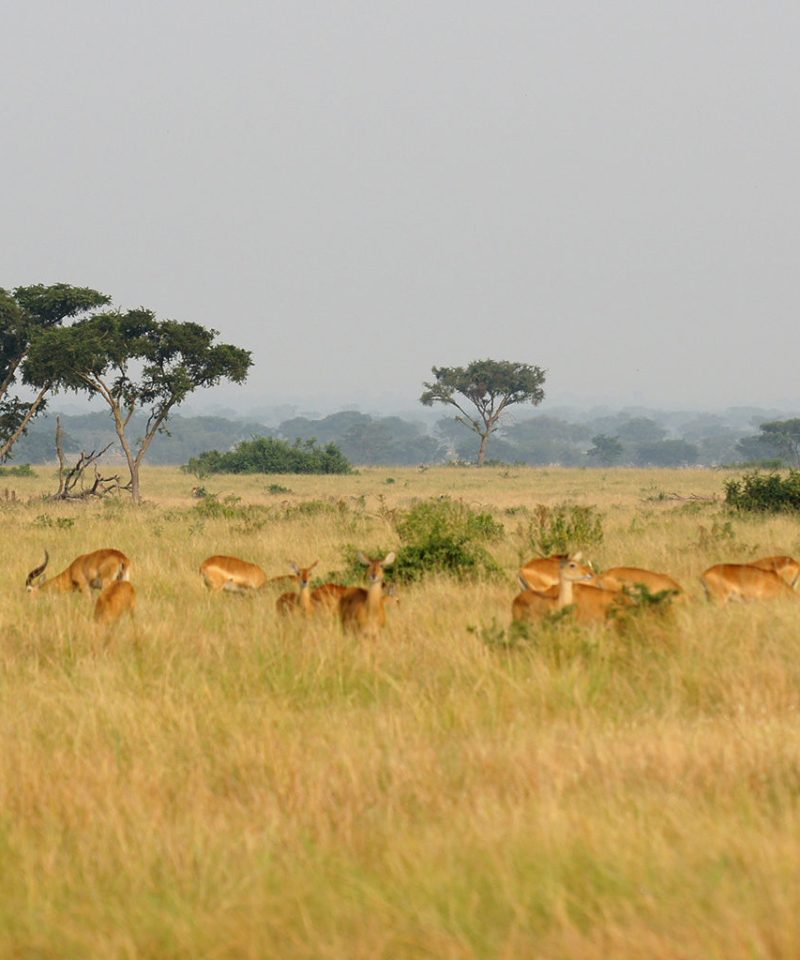 Rwanda Safari with Alps Trendy Safaris