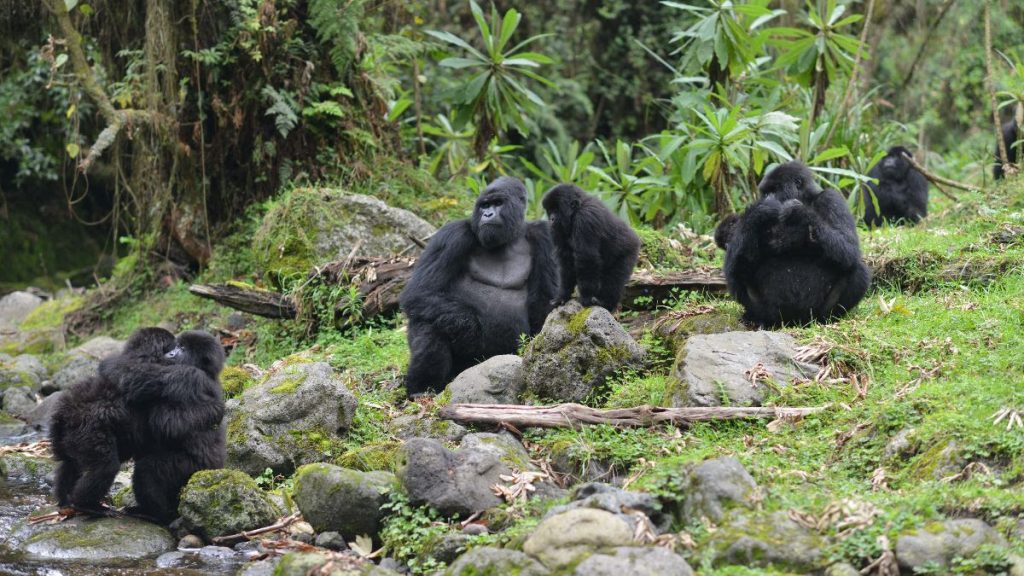 Gorilla families