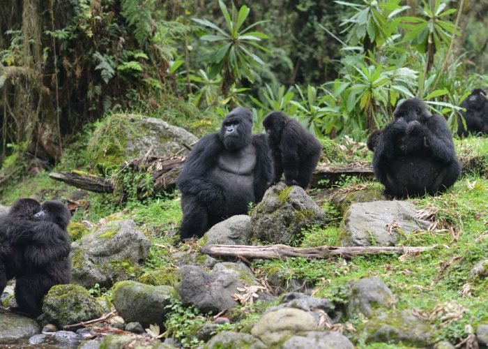 Gorilla families