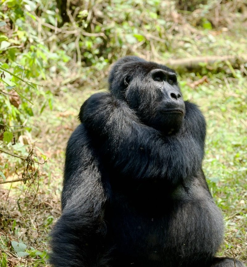 Our recommended top ten destinations in Uganda.