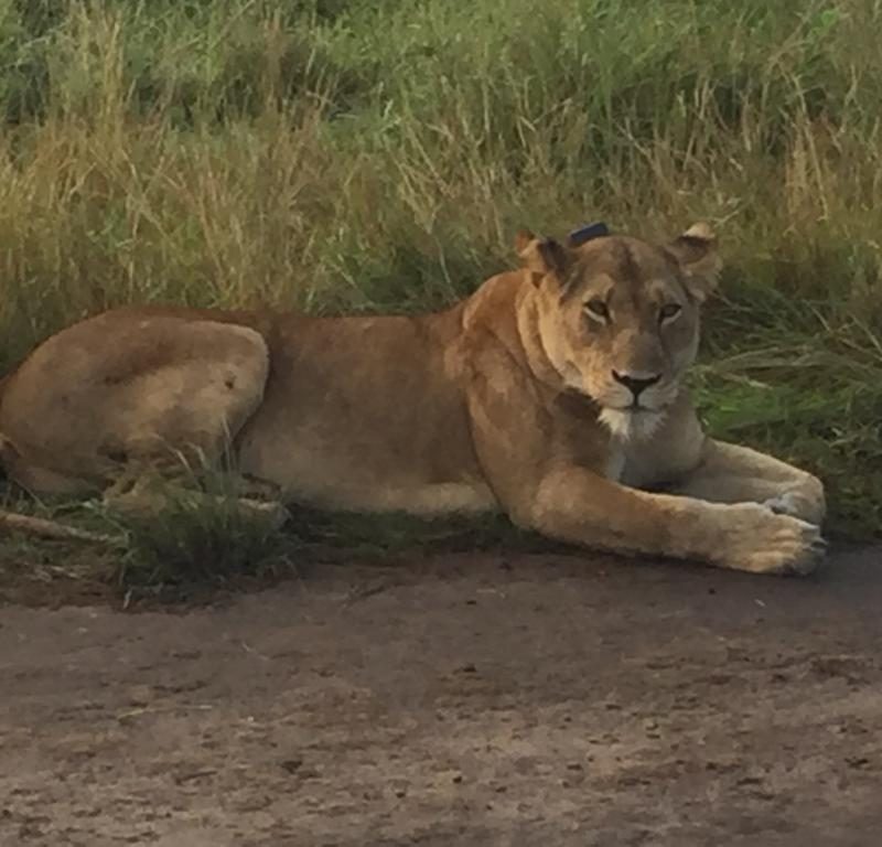 Big Cat in Queen Elizabeth Park