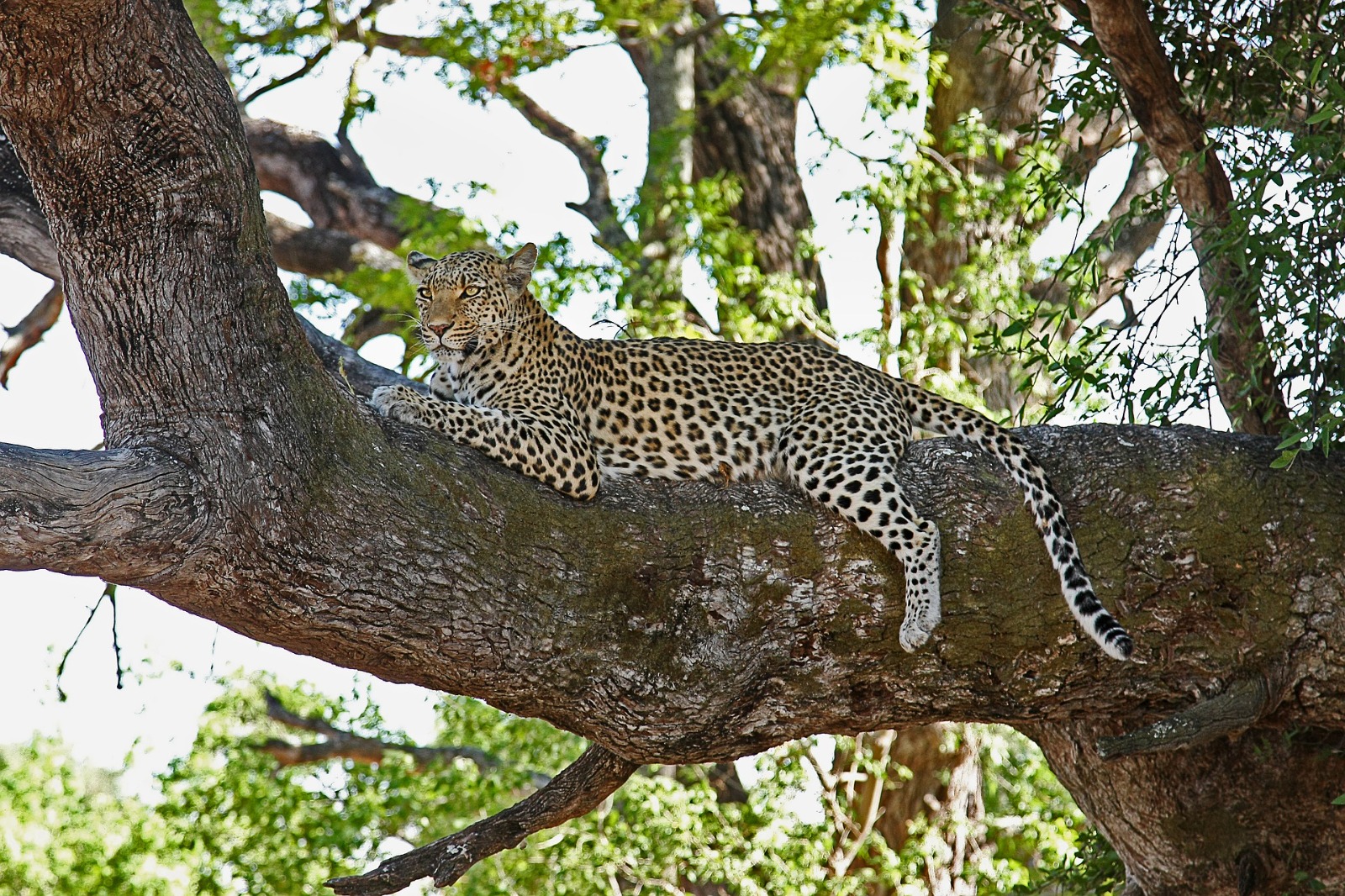 Queen Elizabeth National Park and amazing wildlife