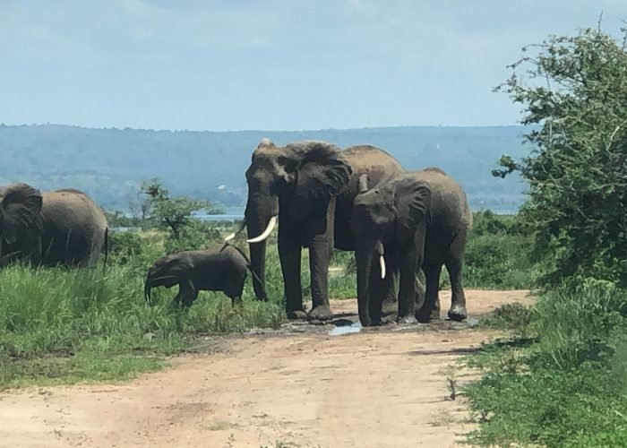 elephants in murchison falls national park
