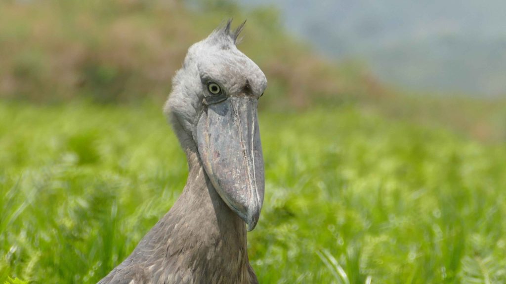 Shoebill in Mabamba Swamp birding experience