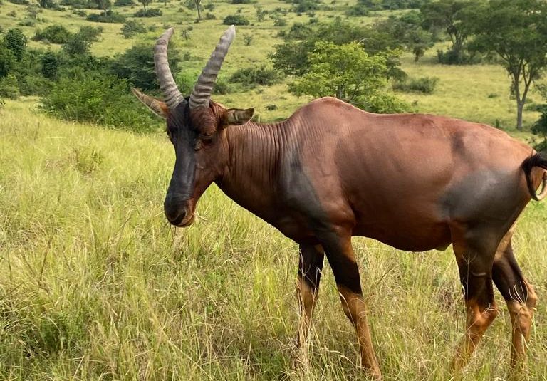 Impala in Lake Mburo national park