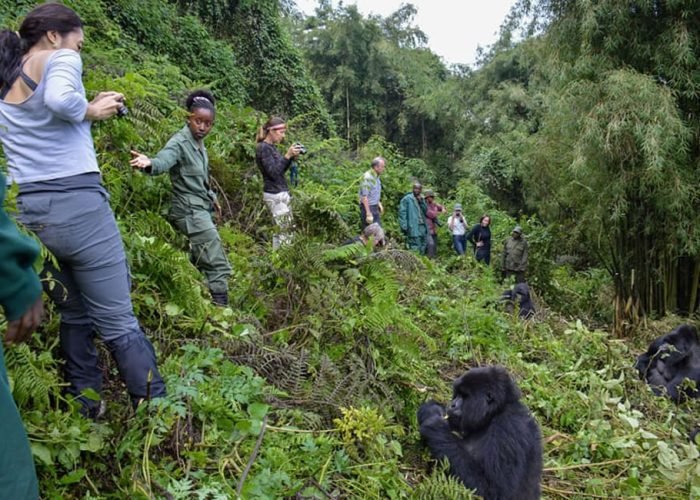 Rwanda Gorilla Safaris and Tours