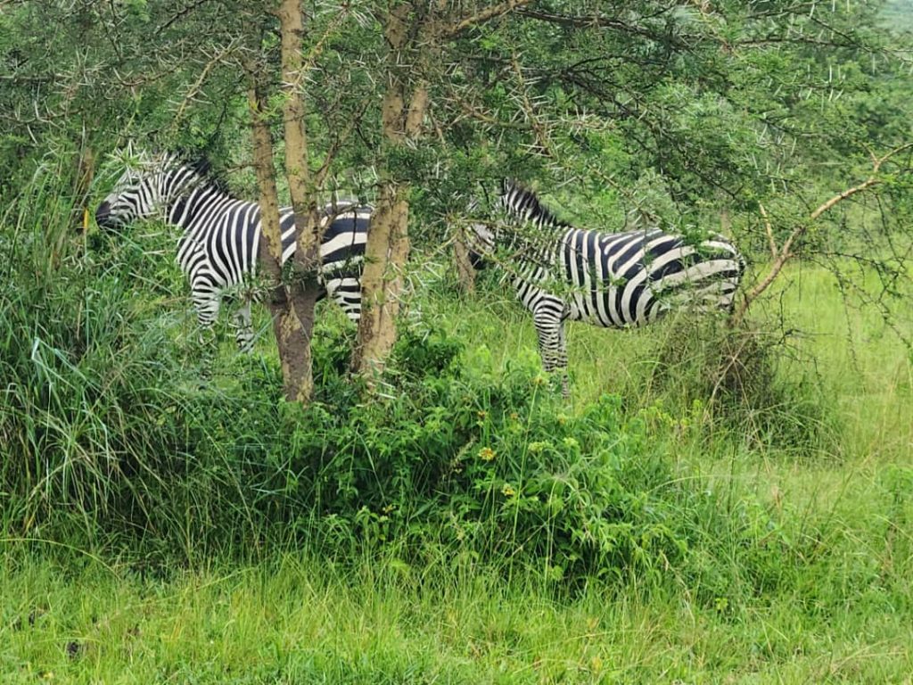 4 days lake Mburo Wildlife Safari National Park