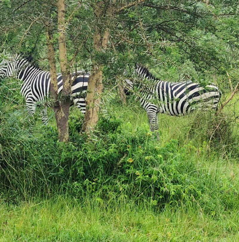 4 days lake Mburo Wildlife Safari National Park