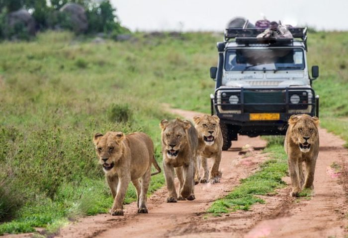 Top Activities to Do on a Safari in Uganda