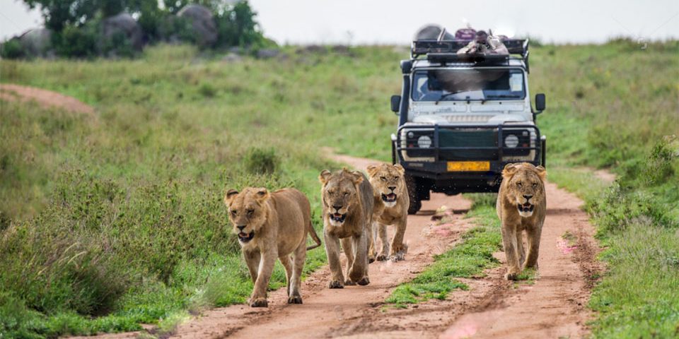 Top Activities to Do on a Safari in Uganda Top Activities to Do on a Safari in Uganda