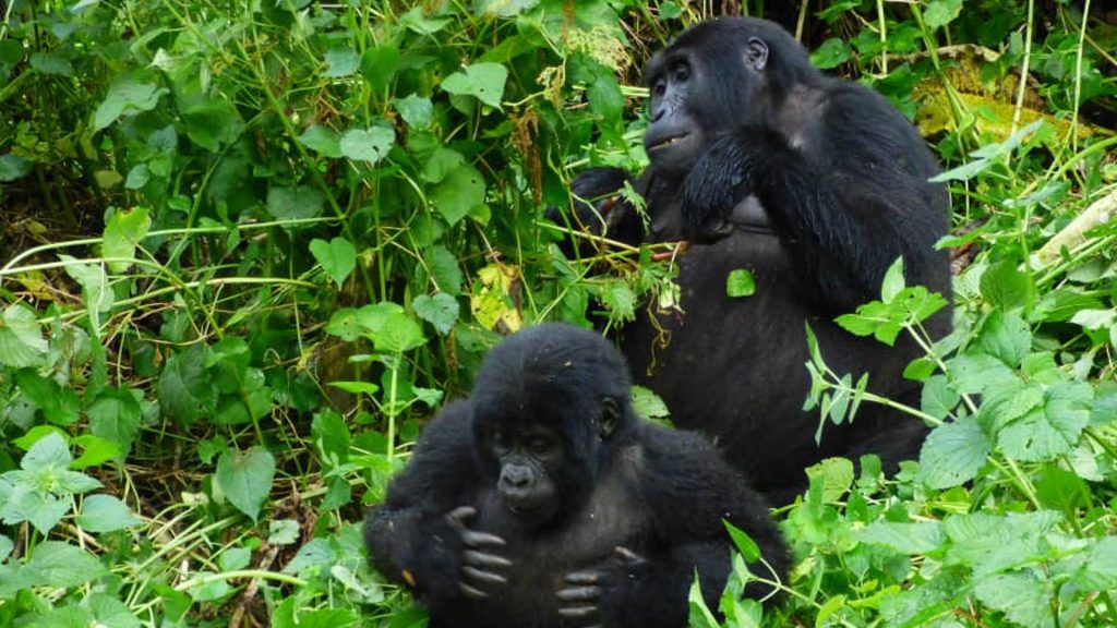 gorillas-in-uganda