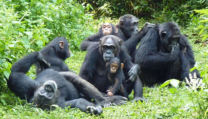 Nyungwe Chimpanzee trekking safari