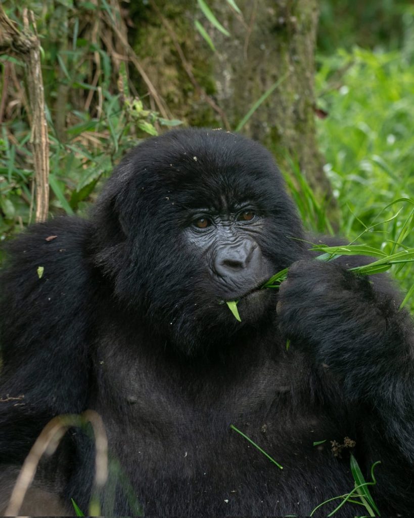 3 days gorilla Tracking