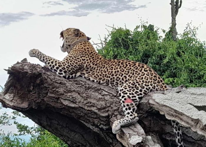Leopard in Uganda