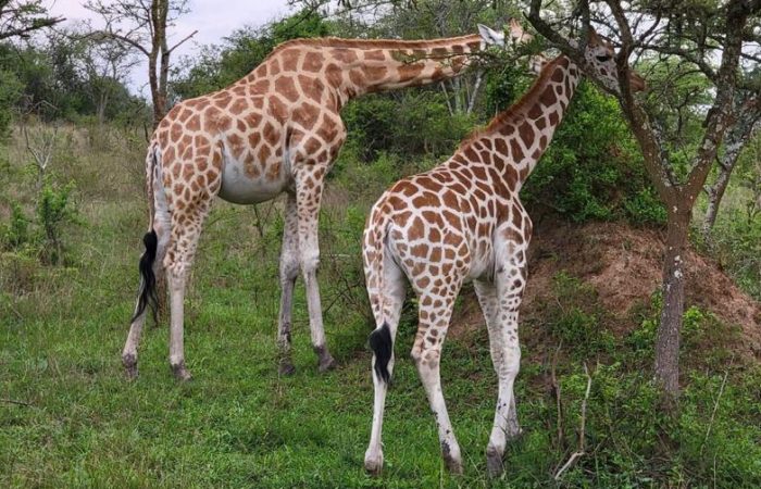 Giraffes in Murchison falls National park