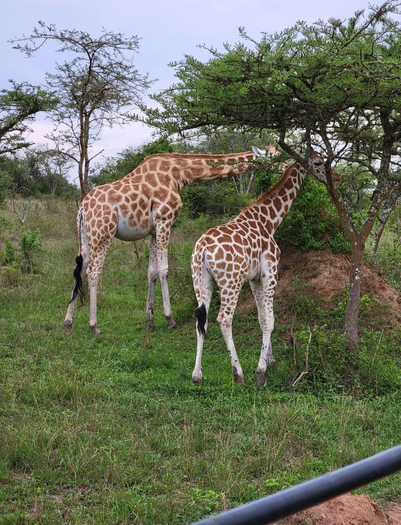Giraffes in Murchison falls National park