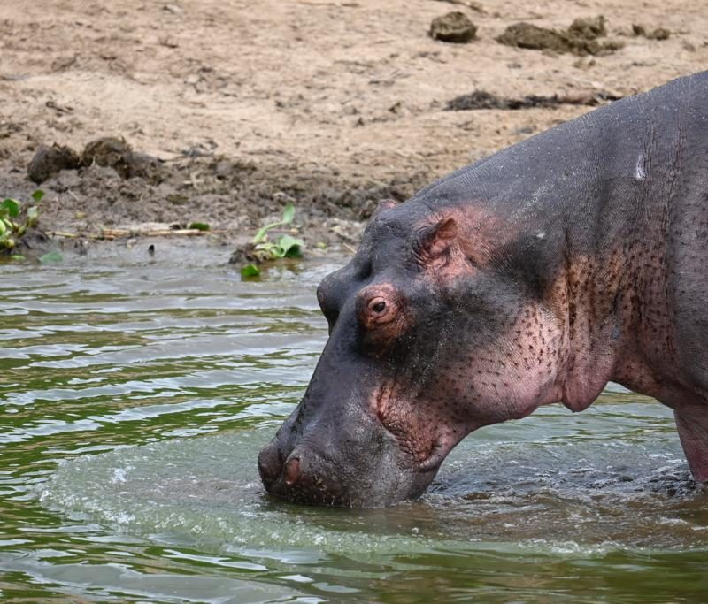 Hippo in Akagera National park in Rwanda