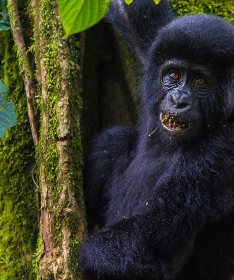 Gorilla Trekking in the Volcanoes national park