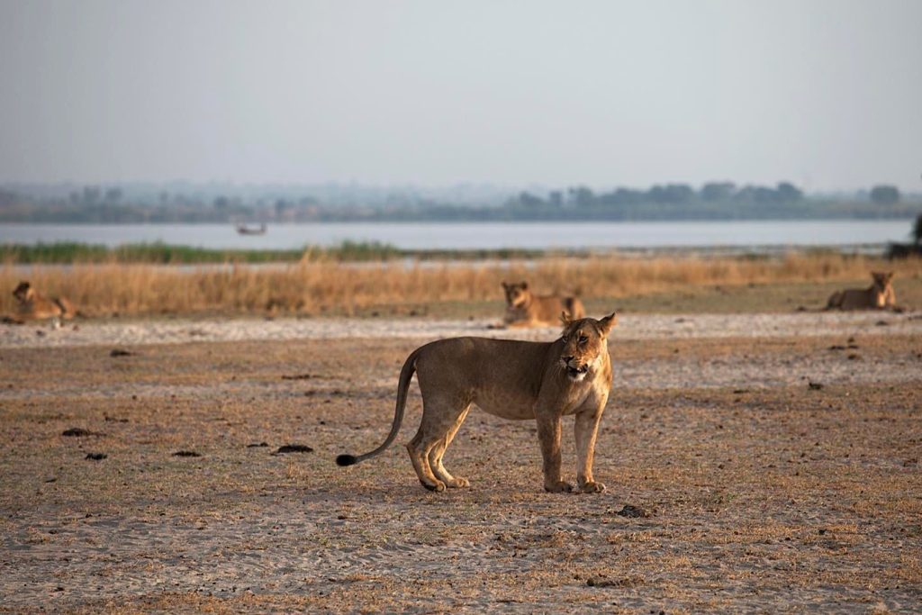Lion in the Savannah