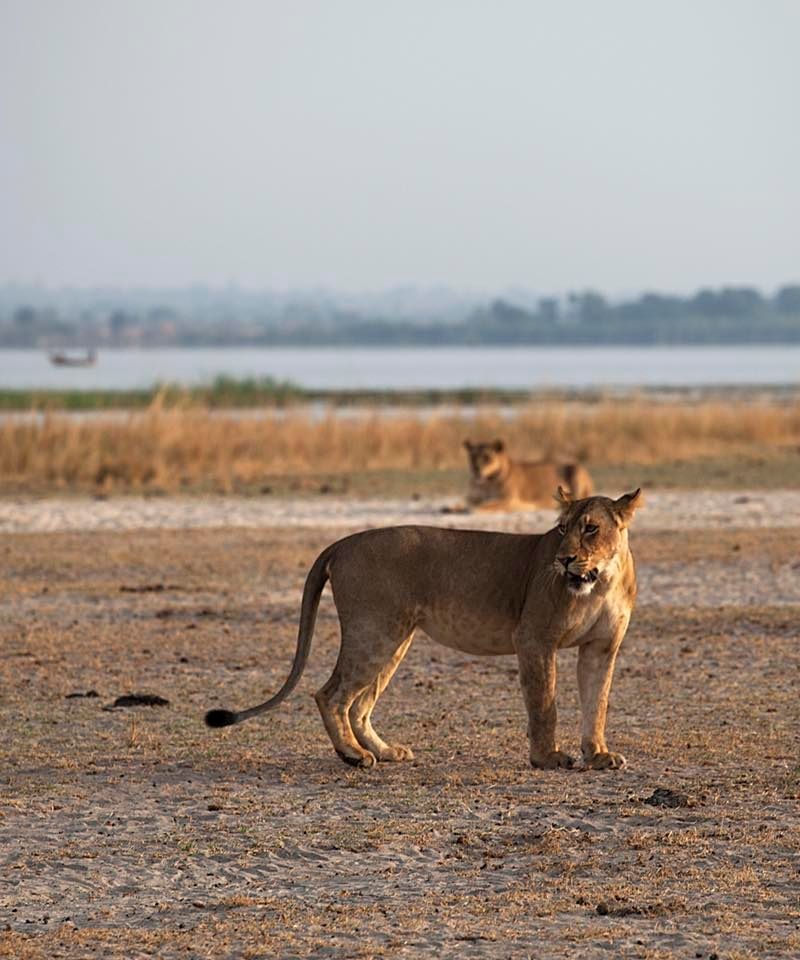 Lion in the Savannah