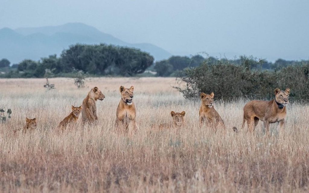 Pride of Lions in Savannahs of Uganda