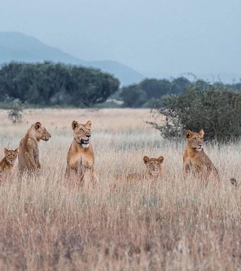 Pride of Lions in Savannahs of Uganda