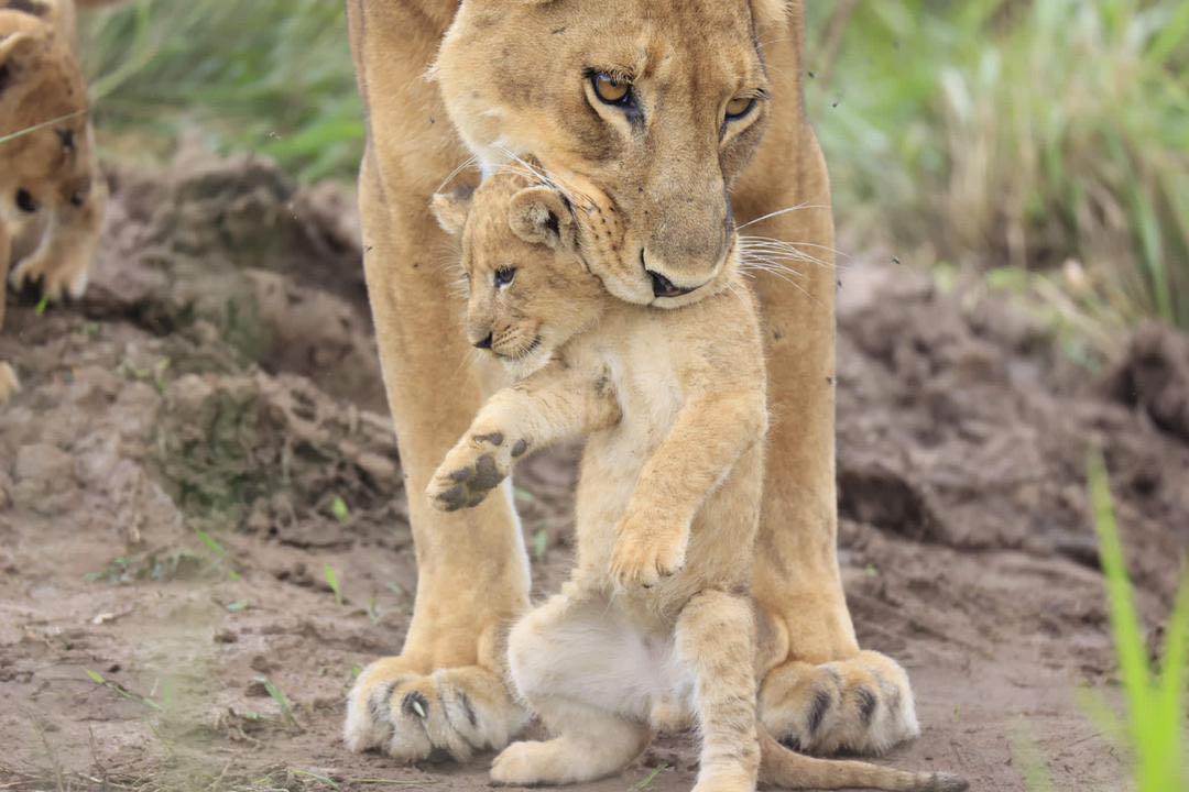 A Lion with a cub in her mouth