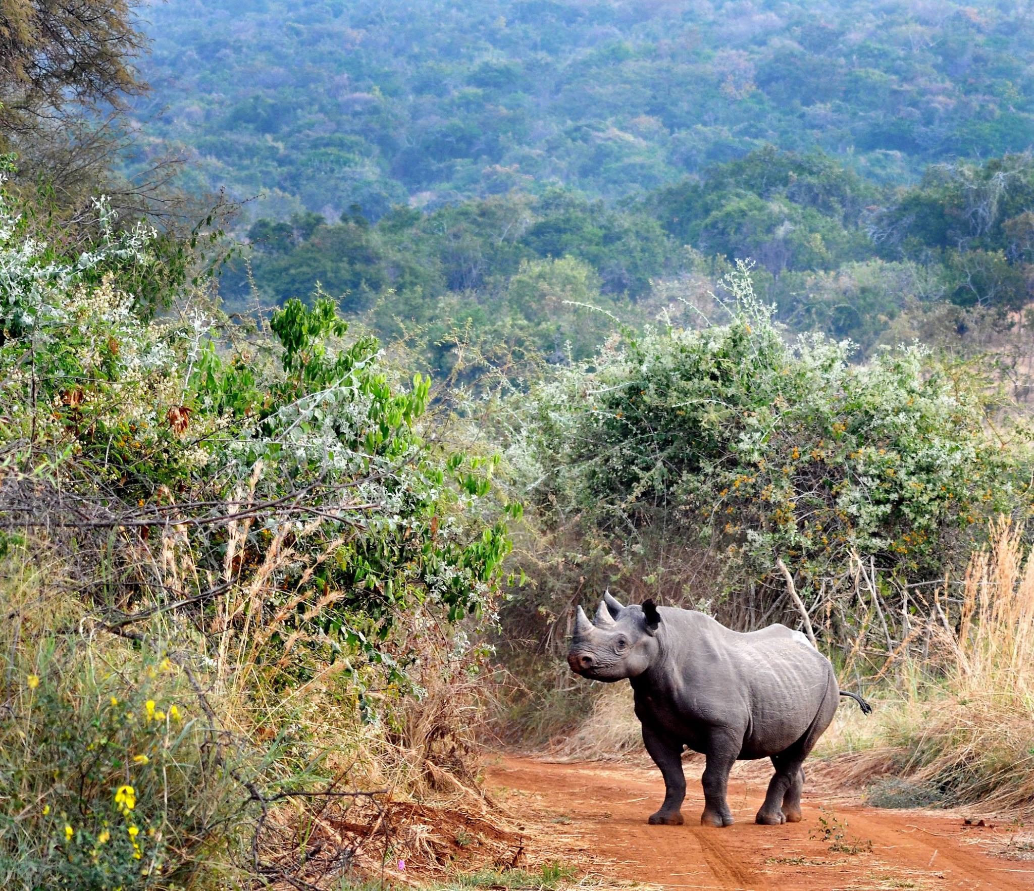 Rhino in Akagera national park