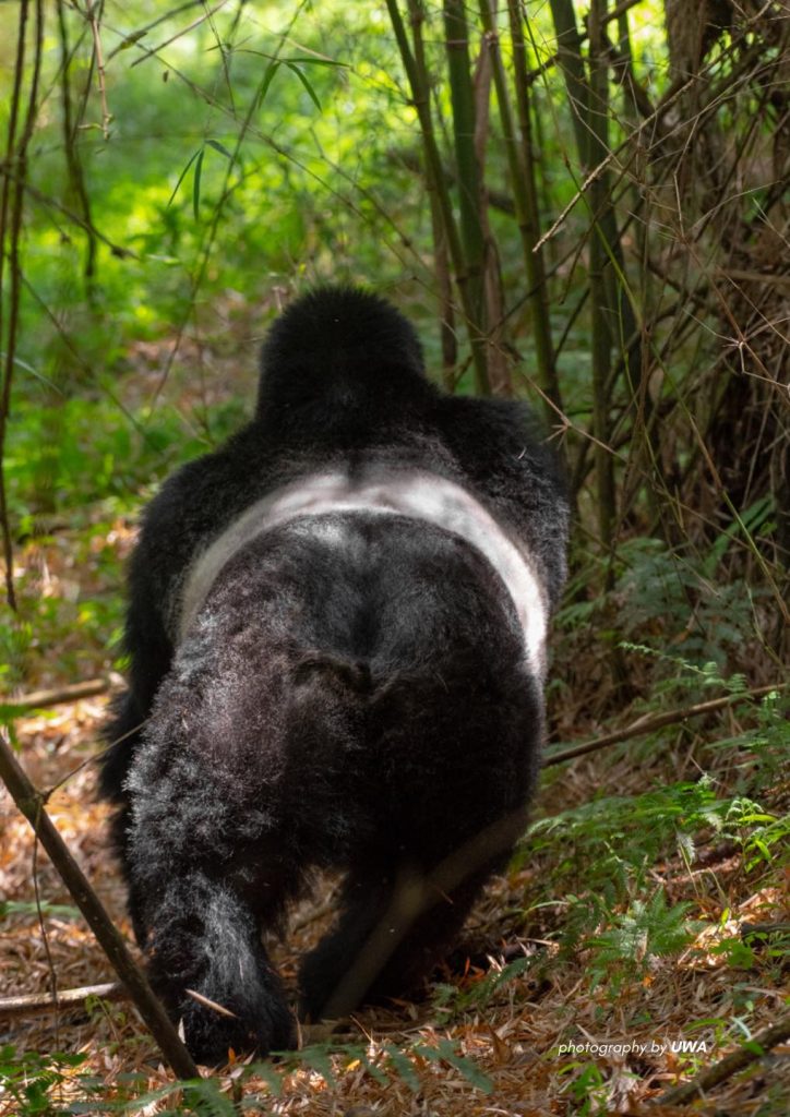 Gorilla Trekking in Bwindi