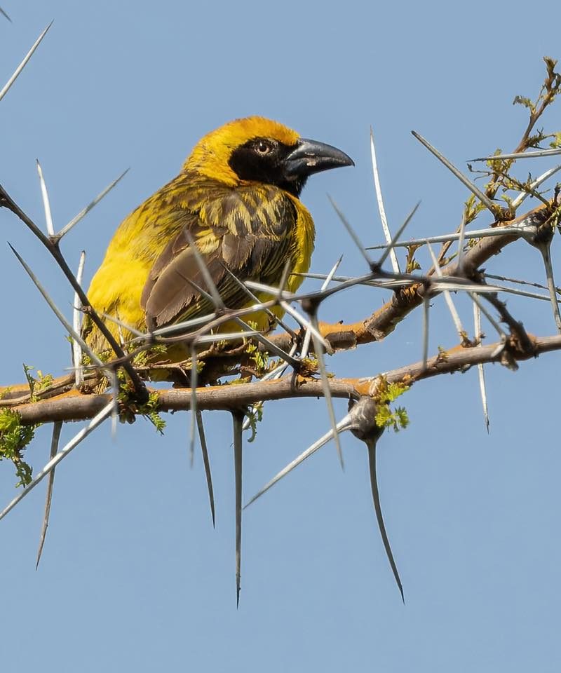 Birding in Uganda