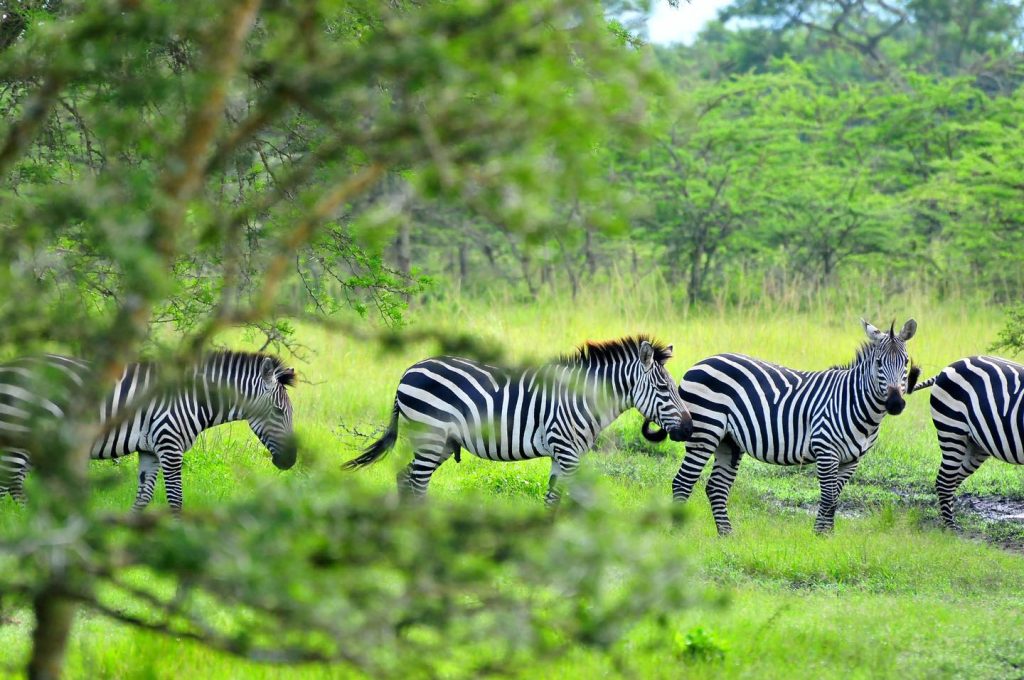 Zebraas in Lake Mburo National Park