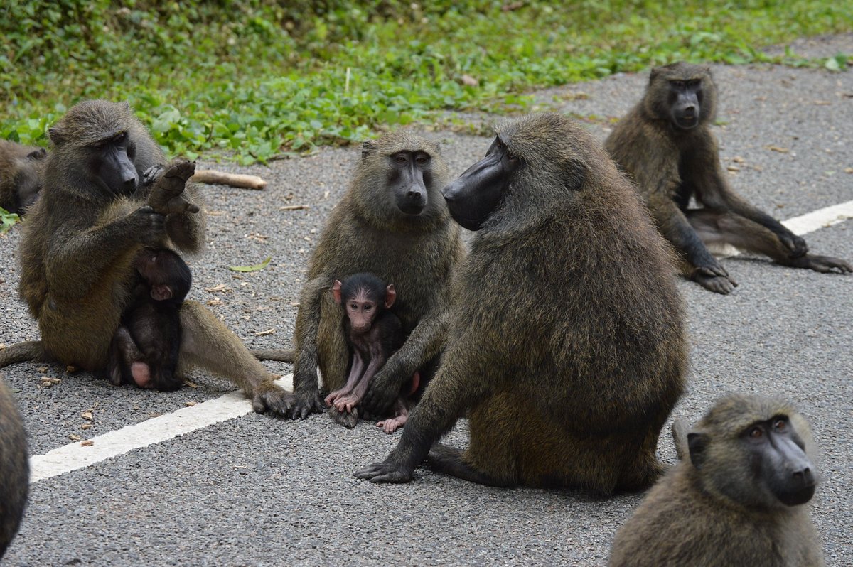 Baboons