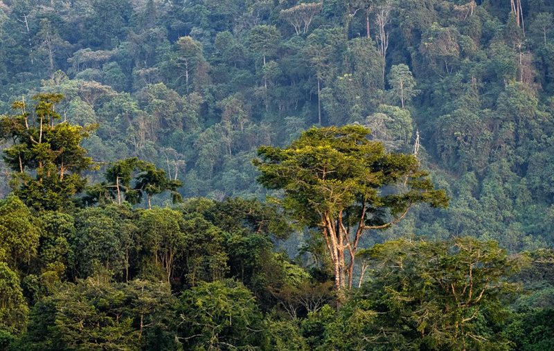 Hiking the Rwenzoris