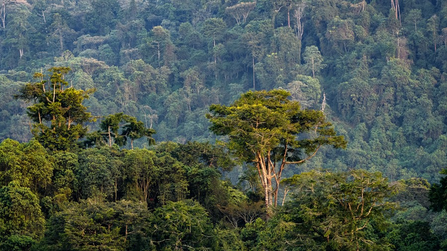 Hiking the Rwenzoris