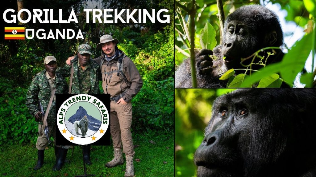 Gorilla Trekking in Uganda