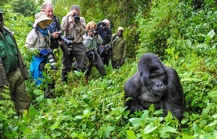Gorilla Trekking in Uganda Gorilla Trekking in Uganda
