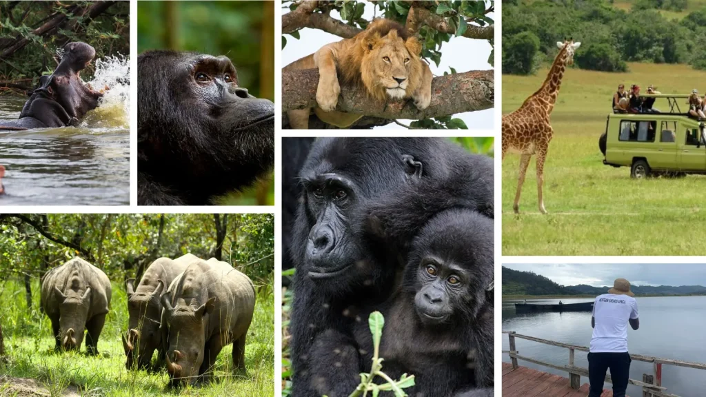 Why Choose Uganda for a Safari?