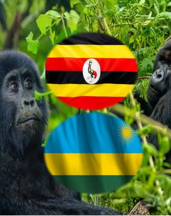 Uganda vs Rwanda Safari