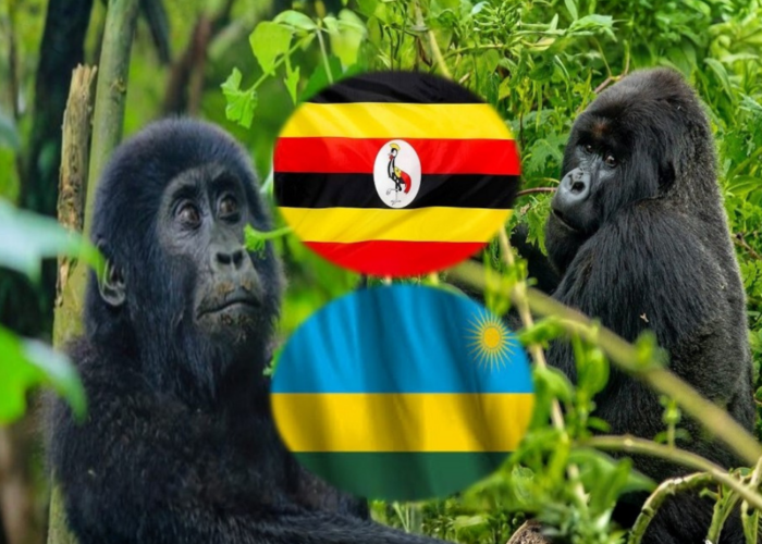 Uganda vs Rwanda Safari