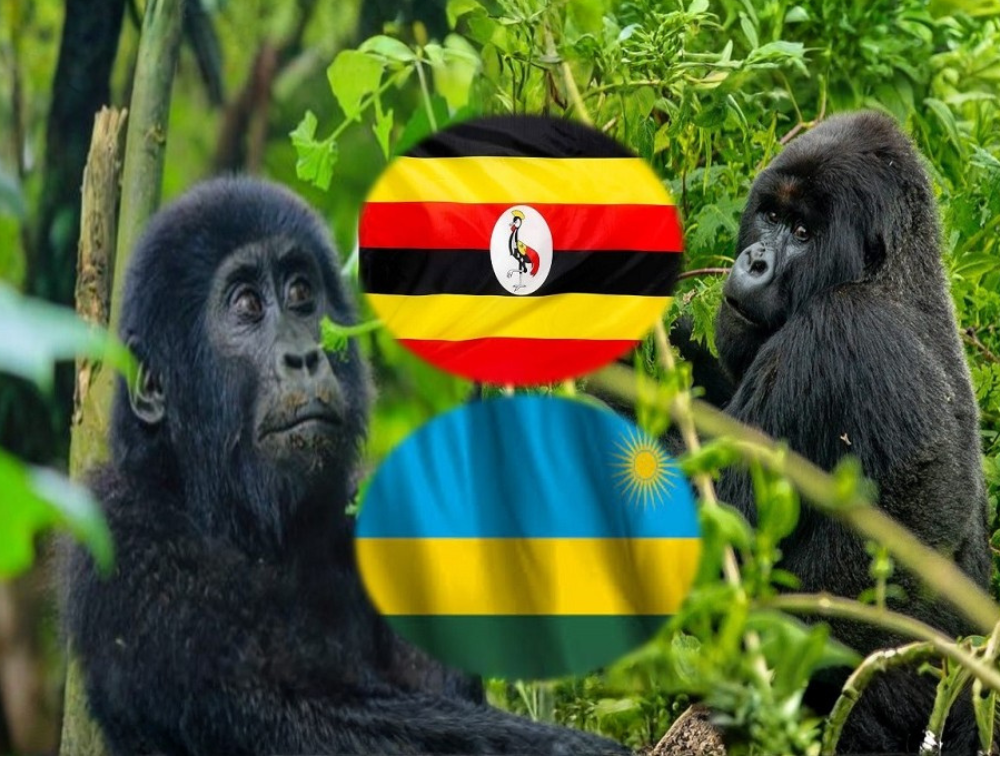 uganda-vs-rwanda-safari-comparison Uganda vs Rwanda Safari